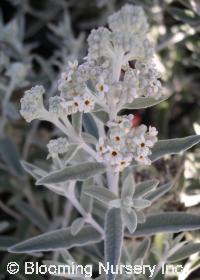 Buddleia crispa x loricata 'Silver Anniversary'